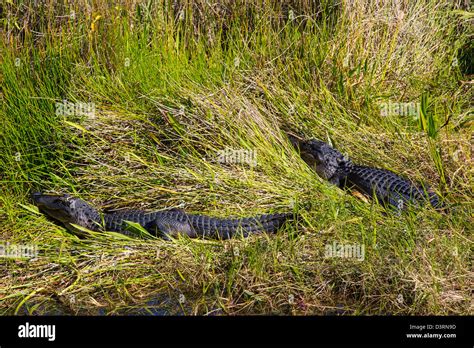 Alligators Along The Anhinga Trail At The Royal Palm Visitor Center In