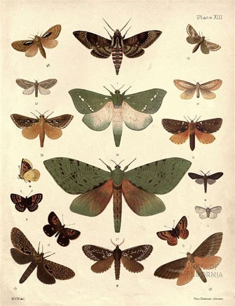 Moth Identification Guide Hubpages
