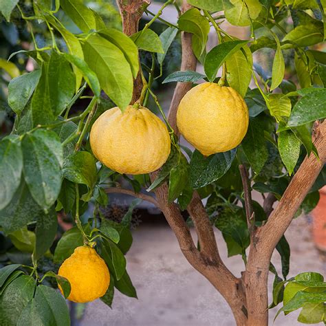 Bergamot Oscar Tintori Nurseries Worldwide Citrus Plants