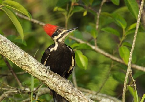 Woodpeckers In Ohio 7 Species Youve Got To See