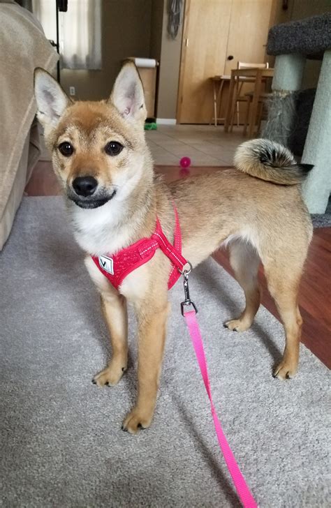 Overview — Midwest Shiba Inu Rescue