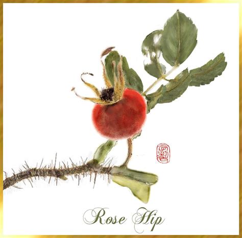 Rose Hip Botanical Digital Art By Elaine Weiss Fine Art America