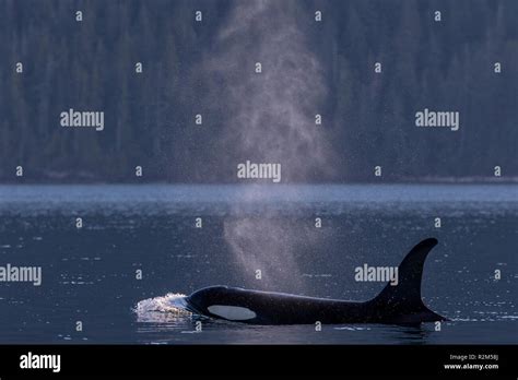 Northern Resident Killer Whale Traveling Along The Vancouver Island