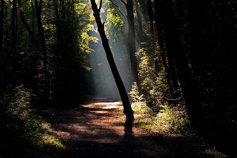 Dark Forest Road With A Ray Of Sunshine 4k Uhd Wallpaper