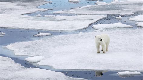 Polar Bear Population Likely To Fall By 30