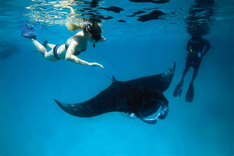 Its Really Thrilling Swimming With Manta Rays Bucket List Buckil Blog