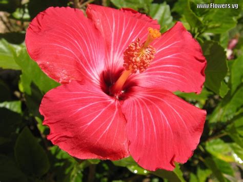 Bunga kebangsaan di malaysia ialah bunga raya yang dikategorikan dalam 'genus hibiscus'. Nadiah : Dari Kaca Mata Aku: Kenapa Bunga Raya dijadikan ...