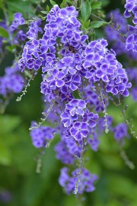 Duranta Erecta Is A Species Of Flowering Shrub In The