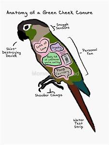 39 Anatomy Of A Green Cheek Conure 39 T Shirt By Mommysketchpad Funny