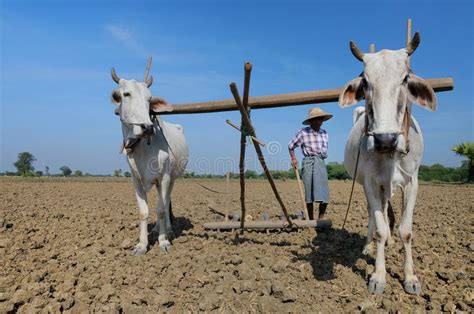 Cows Ploughing Editorial Image Image Of Wheel Meadow 25086770