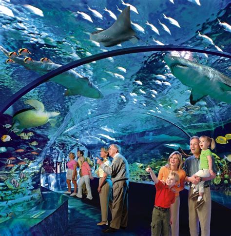 Visitor S Guide To Ripleys Aquarium Of Canada In Toronto