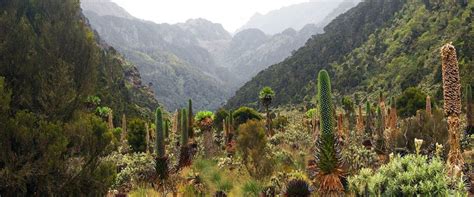 Rwenzori Mountains National Park And The Mountains Of The Moon