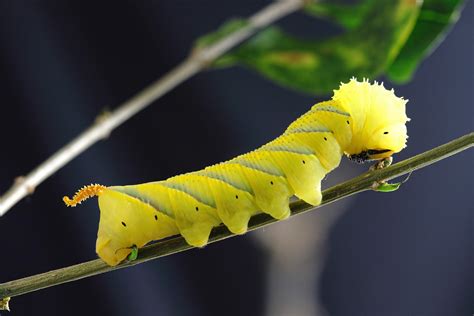 Capturing Symbolic Caterpillar Meaning On Whats Your Sign
