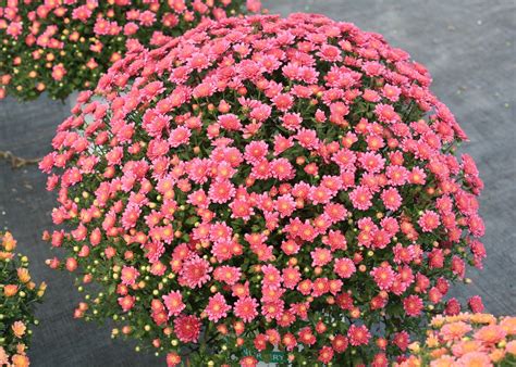 Fall Mums Provide An Instant Colorful Impact Mississippi State