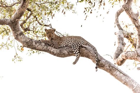 Leopard On Tree In The Wilderness Stock Image Image Of Hunter