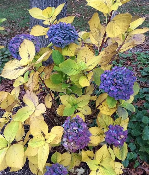 What Should I Do To Hydrangeas In The Fall Hyannis Country Garden