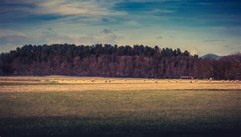 Free Images Landscape Tree Nature Forest Grass Horizon