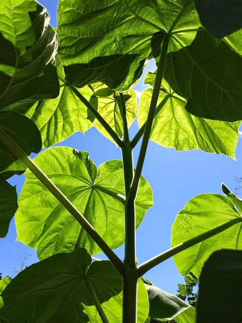Paulownia Tomentosa Fast Growing Huge Leaves Can Be Coppiced For A