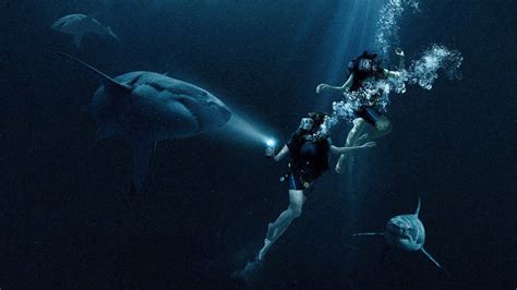 Shark Attack Movie ‘47 Meters Down Looks Terrifying Must Watch