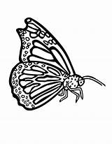 Butterfly Coloring Morpho Drawing Wing Printable Getcolorings Getdrawings sketch template