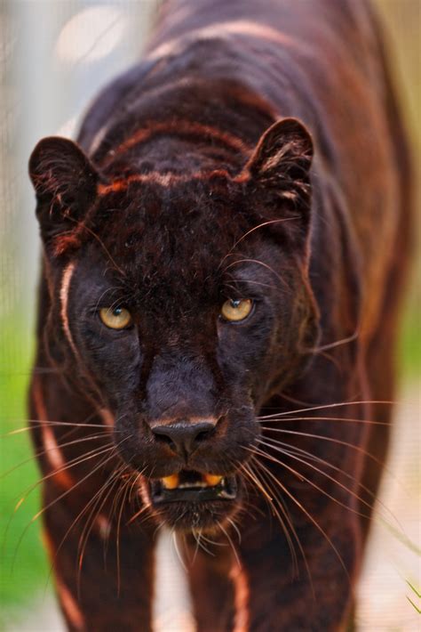 Male Black Panther Walking Ii Picture Similar As The