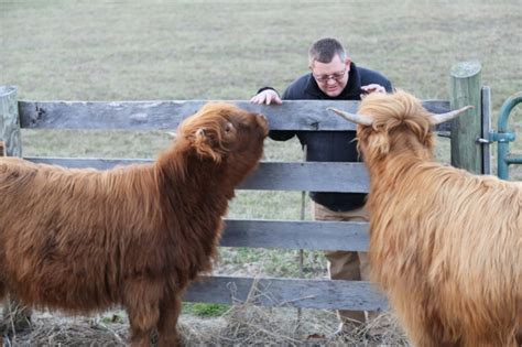 Cumberland River Registered Highland Cattle A Southern