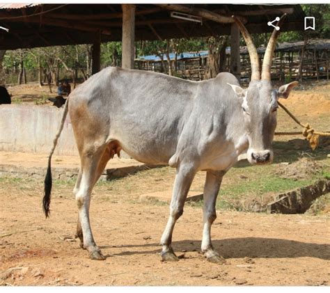 Amrit Mahal Cattle The Hardy Breed Of India Nili Ravi
