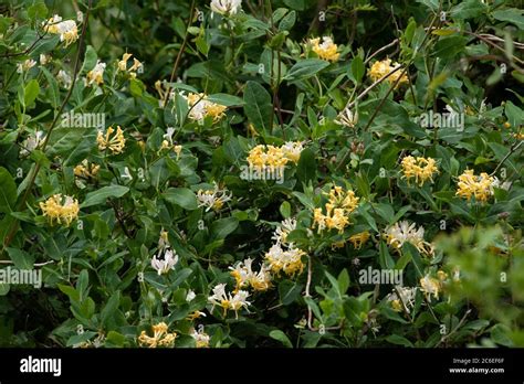 Honeysuckle Hedge Hi Res Stock Photography And Images Alamy
