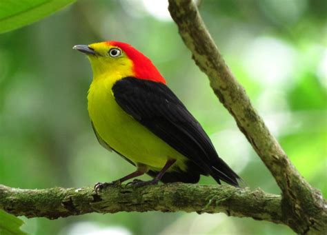 Aves Del Ecuador