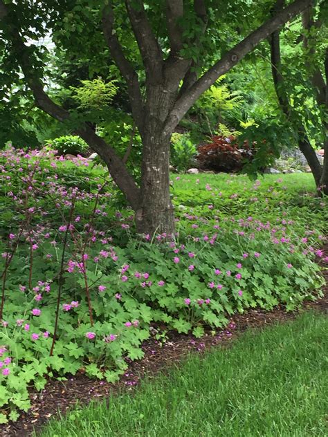 Geranium Ground Cover Images Ground Cover Good