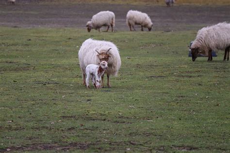 Lammetje tekenen makkelijk / de klinker beweegt 25 printen hond tekenen makkelijk kleurplaat mandala kleurplaat. Lammetje Tekenen Makkelijk / Lammetjesdag Bij De Loonse En ...