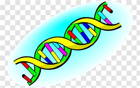 Nucleic Acid Double Helix Dna Structure Clip Art Vector Transparent Png