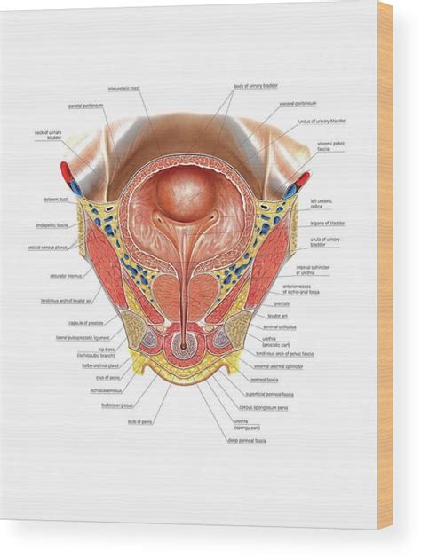 Urinary Bladder And Urethra Wood Print By Asklepios Medical Atlas