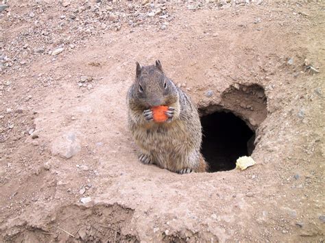 Prairie Dog Prairie Dog Pet Birds Dogs