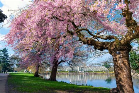 The Best Places To See Cherry Blossom In London