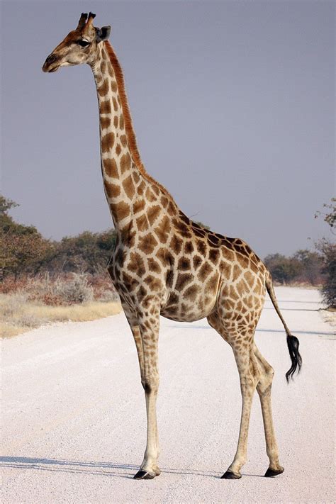 I Love U So Much Giraffe Giraffe Pictures Cute Wild