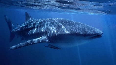 Whale Shark Expedition On Great Barrier Reef Uncovers Great Mysteries