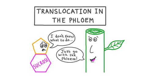 Lesson Video Translocation In The Phloem Nagwa