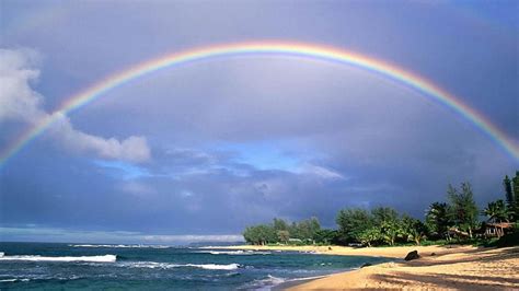 1080p Free Download Trees On Beach Sand With Rainbow Above A Beach