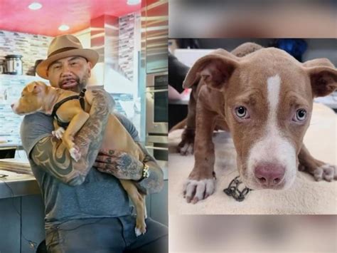 Dave Bautista Adopts Abused Dog Offers Reward Money To Catch Abuser