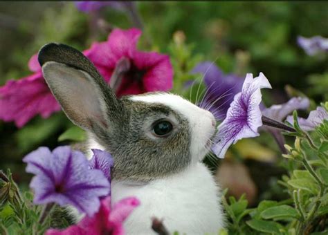 Free Download 30 Pictures Of Cute Bunny Cute Bunny Pictures Cute Bunny
