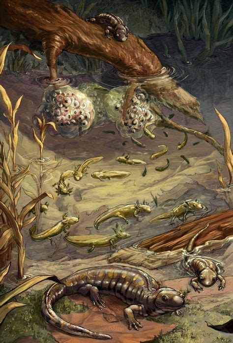 Studyofmonsters The Life Cycle Of The Yellow Spotted Salamander A