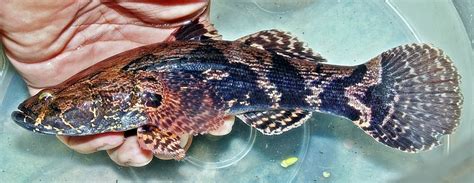 Semua ikan kelisa mempunyai kepala yang agak bertulang, dan badan memanjang yang dilitupi sisik besar dan berat dengan corak mozek terusan. Kenali Senarai Ikan Paling Mahal Di Malaysia - MYNewsVibes