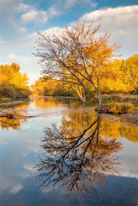 Boise River With Fall Colored Trees Stock Image Image Of