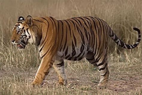 Bangladesh Royal Bengal Tiger Panthera Tigris Tigris Wild Tiger