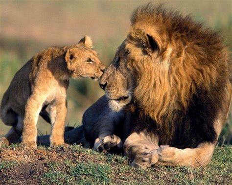 Lion Africa Baby Animals Animals Wallpapers Hd