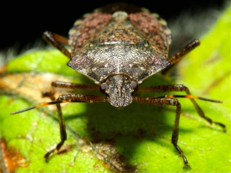 What You Need To Know About Stink Bugs Seattle Wa Patch