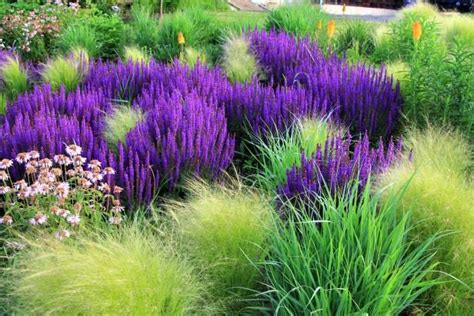 Purple Flowers And Ornamental Grass Purple Flowering Plants Purple