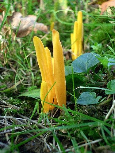 There is no cure and sadly it will lead to death at some point. Yellow Club Fungus - Clavulinopsis helvola