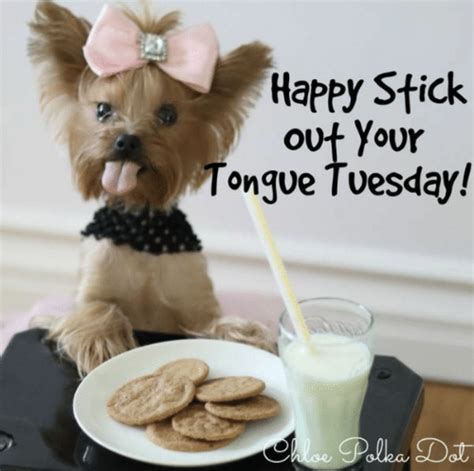 good morning and happy stick out your tongue tuesday 😜 morning quotes funny tuesday humor